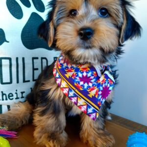 Washington Yorkshire Terrier 01