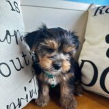 Washington Yorkshire Terrier 03