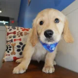 Wheatley Golden Retriever 01