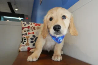 Wheatley Golden Retriever 01