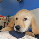 Wheatley Golden Retriever 02