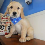 Wheatley Golden Retriever 03