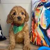 Willow Cavapoo 01