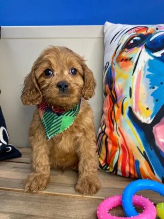 Willow Cavapoo 01