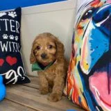 Willow Cavapoo 04