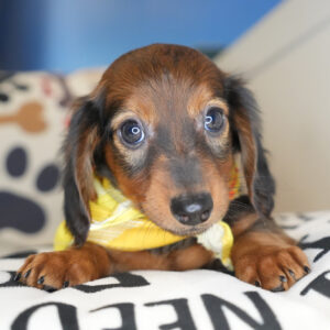 Wonder Miniature Dachshund 01