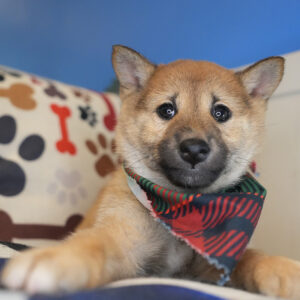 Yule Shiba Inu 01