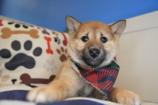 Yule Shiba Inu 01