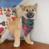 Yule Shiba Inu 04