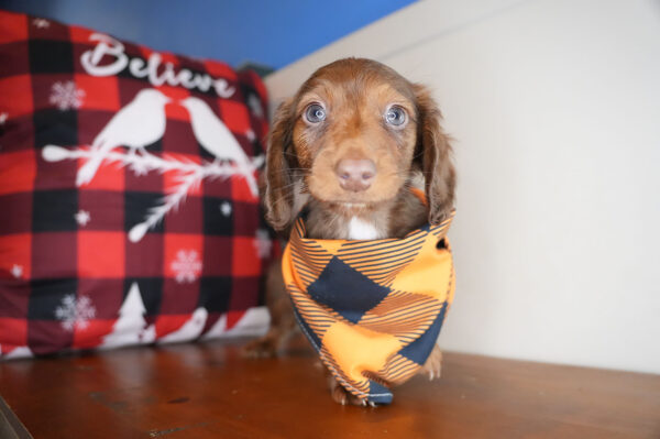 Zaire Miniature Dachshund 01