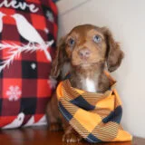 Zaire Miniature Dachshund 02