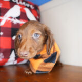 Zaire Miniature Dachshund 04