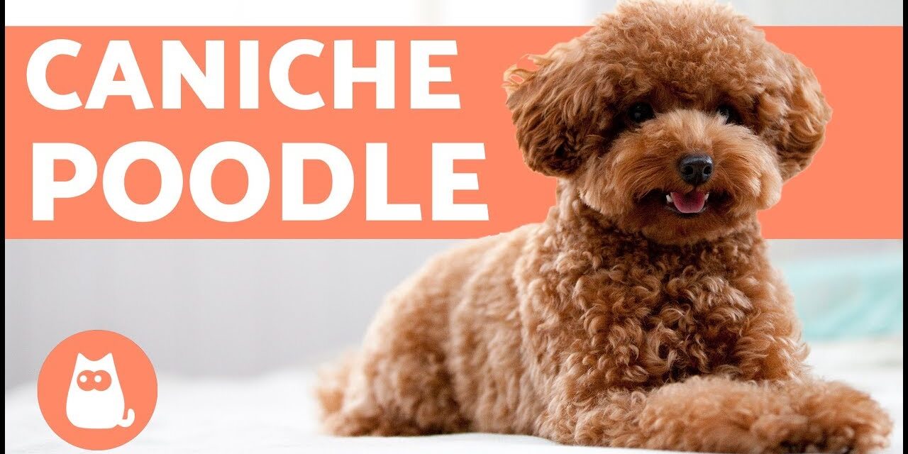 Is a Poodle the Right Dog for You? Everything You Need to Know