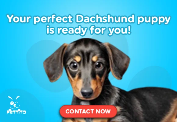 Is a Dachshund the Right Dog for You? Everything You Need to Know