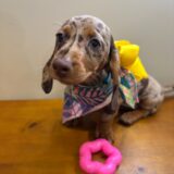 Abbie Miniature Dachshund 01