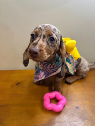 Abbie Miniature Dachshund 01