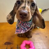 Abbie Miniature Dachshund 02