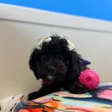 Agnes Cavapoo 02