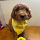 Agus Goldendoodle 02