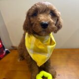 Agus Goldendoodle 04