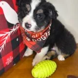 Aldo Australian Shepherd 03