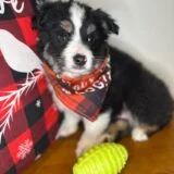 Aldo Australian Shepherd 04