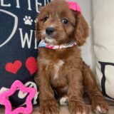 Amy Cavapoo 01