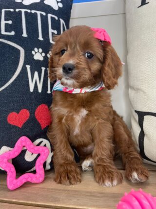 Amy Cavapoo 01