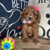 Amy Cavapoo 02