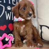 Amy Cavapoo 03