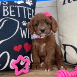 Amy Cavapoo 04