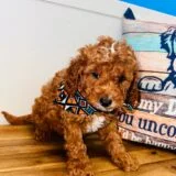 Aran Miniature Poodle 02