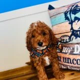 Aran Miniature Poodle 03