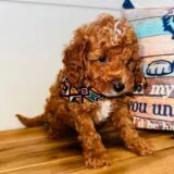 Aran Miniature Poodle 04