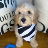 Arlo Cockapoo 01