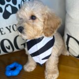 Arlo Cockapoo 02