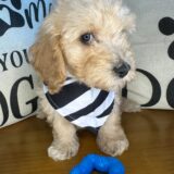 Arlo Cockapoo 03