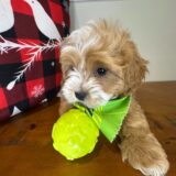 Bandit Cavapoo 01