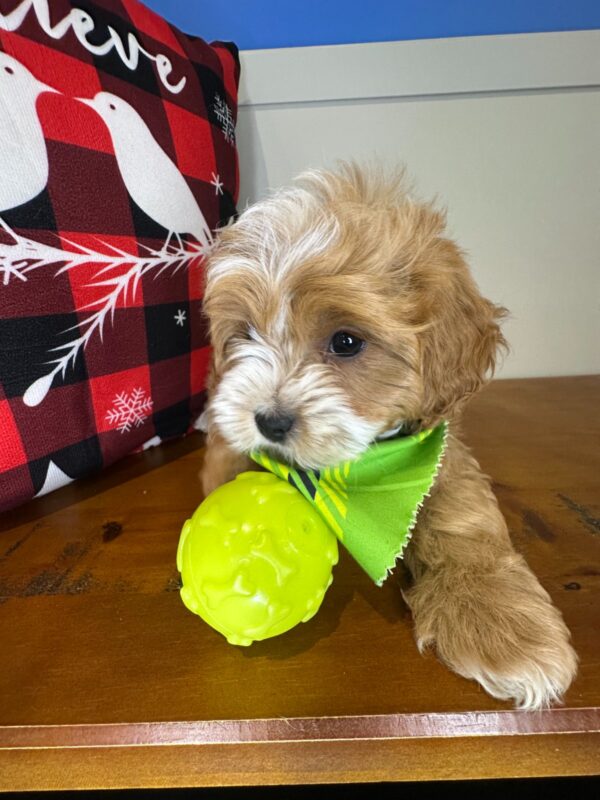 Bandit Cavapoo 01