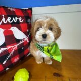 Bandit Cavapoo 02