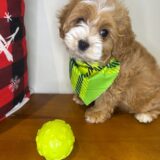 Bandit Cavapoo 04