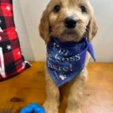 Bear Goldendoodle 02