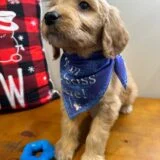 Bear Goldendoodle 03