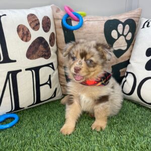 Beau Australian Shepherd 01