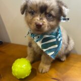 Beau Australian Shepherd 01