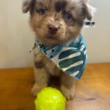 Beau Australian Shepherd 03