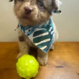 Beau Australian Shepherd 04