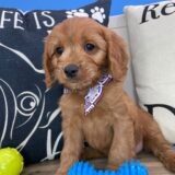 Beethoven Cavapoo 02