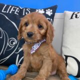 Beethoven Cavapoo 04