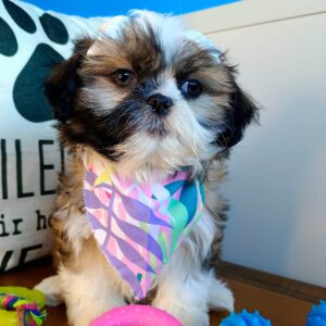 Bella Shih Tzu 01